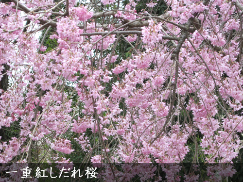 一重紅しだれ桜(ヒトエベニシダレザクラ)
