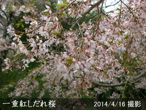一重紅しだれ桜(ヒトエベニシダレザクラ)