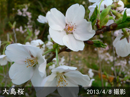 大島桜(オオシマザクラ)