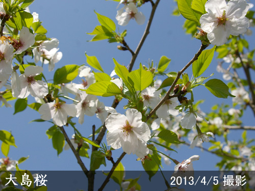 大島桜(オオシマザクラ)