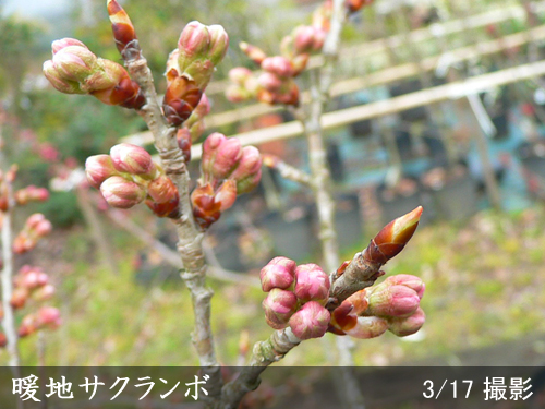 サクランボ(桜桃)暖地さくらんぼ
