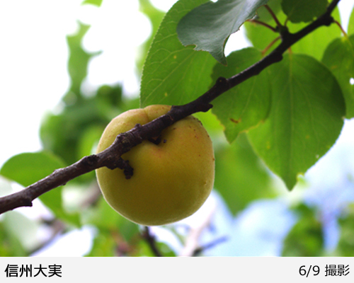 アンズ(杏)信州大実(しんしゅうおおみ)[二年生苗] - 果樹苗・大苗