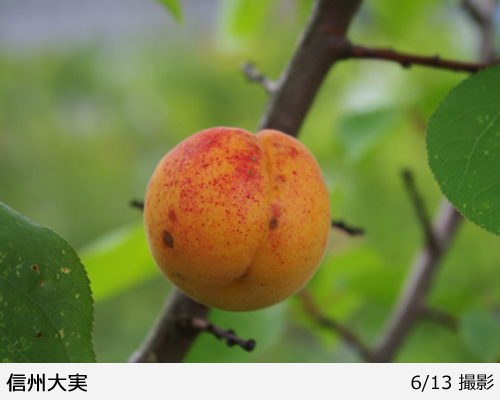 アンズ(杏)信州大実(しんしゅうおおみ)[二年生苗] - 果樹苗・大苗