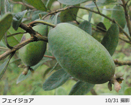 フェイジョア クーリッジ地掘大苗 - 果樹苗・大苗・苗木販売の隅田農園