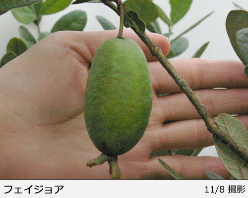フェイジョア クーリッジ地掘大苗 - 果樹苗・大苗・苗木販売の隅田農園