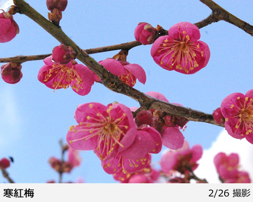 ハナウメ(花梅) 寒紅梅(かんこうばい)地掘大苗 - 記念樹・果樹苗・大苗