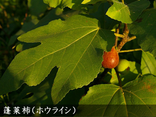 蓬莱柿（ホウライシ）