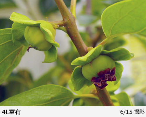 カキ(甘柿) 4L富有(ふゆう) 地掘大苗 - 果樹苗・大苗・苗木販売の隅田