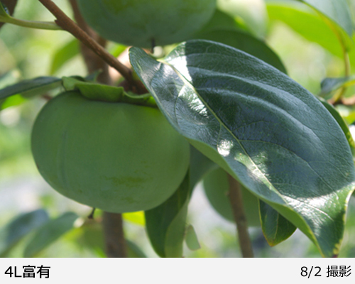 高級、甘柿の大木様の種、大量５０粒＋プティ粗品＋全国匿名送料無料、同梱可能です☘ 富有柿の木 約2.1m 現品発送 特大株 植木苗木大苗 ジャンボ甘柿 大実