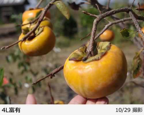 カキ(甘柿) 4L富有(ふゆう) 地掘大苗 - 果樹苗・大苗・苗木販売の隅田