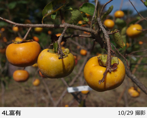 カキ(甘柿) 4L富有(ふゆう) 地掘大苗 - 果樹苗・大苗・苗木販売の隅田