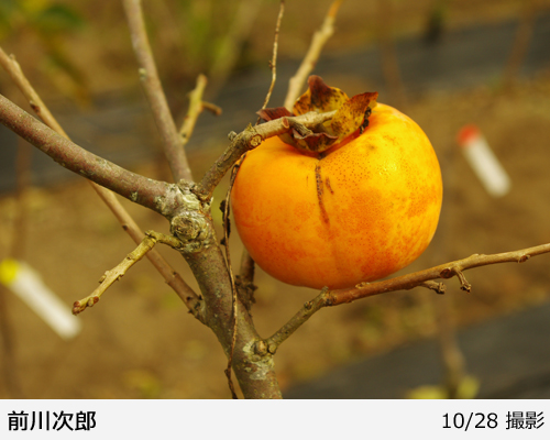 カキ(甘柿)前川次郎(まえかわじろう)[三年生苗] - 果樹苗・大苗・苗木