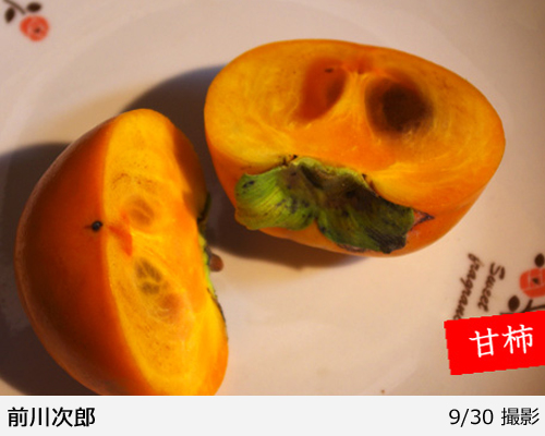 カキ(甘柿)前川次郎(まえかわじろう)[三年生苗] - 果樹苗・大苗・苗木