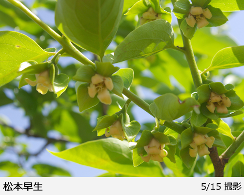 カキ(甘柿)松本早生(まつもとわせ)地掘大苗 - 果樹苗・大苗・苗木販売