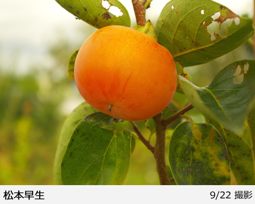 カキ(甘柿)松本早生(まつもとわせ)地掘大苗 - 果樹苗・大苗・苗木販売