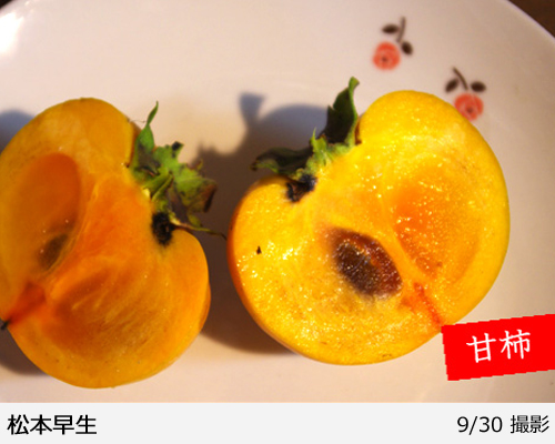 カキ(甘柿)松本早生(まつもとわせ)地掘大苗 - 果樹苗・大苗・苗木販売