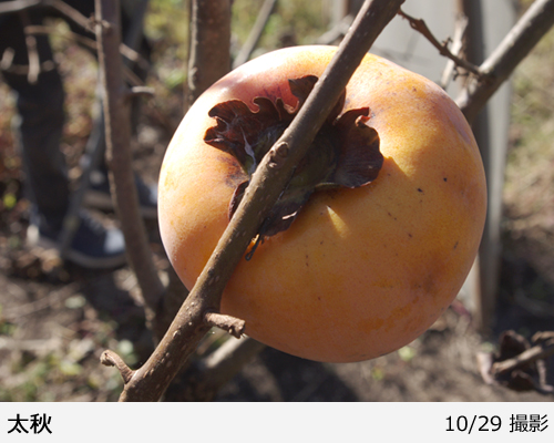 カキ(甘柿)太秋(たいしゅう)[三年生苗] - 果樹苗・大苗・苗木販売の