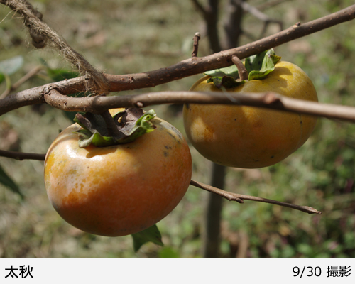 カキ(甘柿)太秋(たいしゅう)[三年生苗] - 果樹苗・大苗・苗木販売の