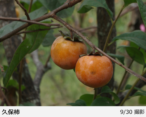 カキ(不完全甘柿)久保(くぼ)地掘大苗 - 果樹苗・大苗・苗木販売の隅田