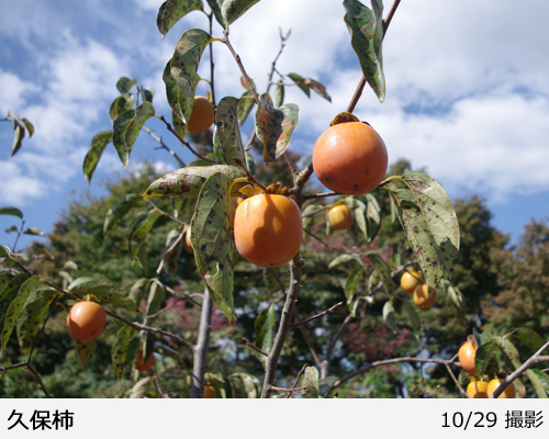 カキ(不完全甘柿)久保(くぼ)地掘大苗 - 果樹苗・大苗・苗木販売の隅田
