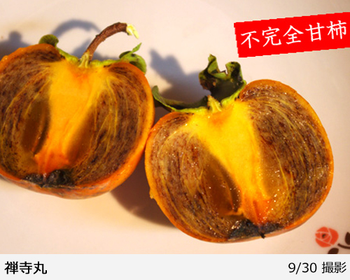カキ(不完全甘柿) 禅寺丸(ぜんじまる)[四年生苗] - 果樹苗・大苗・苗木