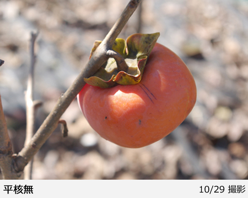 カキ(渋柿) 平核無(ひらたねなし)地掘大苗 - 果樹苗・大苗・苗木販売の
