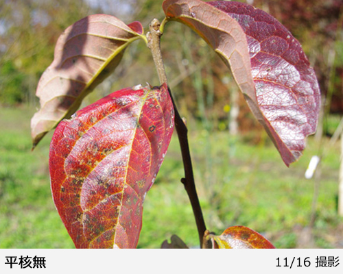 カキ(渋柿) 平核無(ひらたねなし)[三年生苗] - 果樹苗・大苗・苗木販売