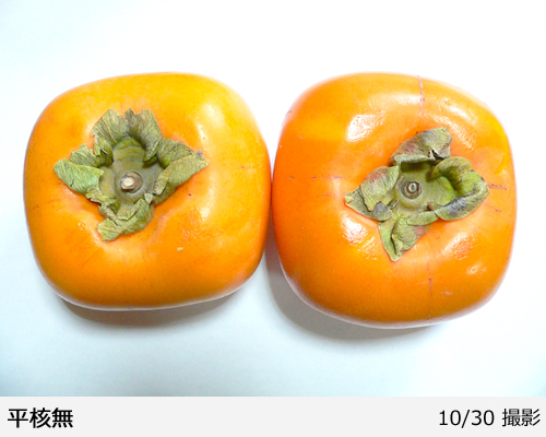 カキ(渋柿) 平核無(ひらたねなし)地掘大苗 - 果樹苗・大苗・苗木販売の