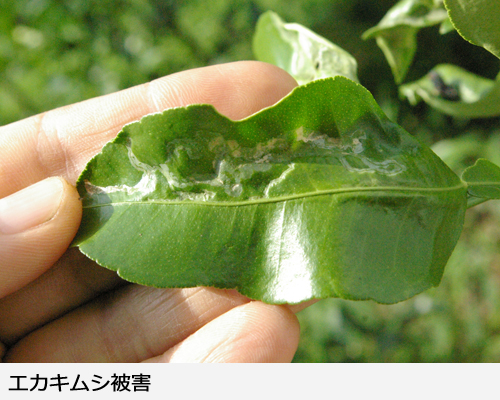 ���󥭥��२�����ॷ�ﳲ