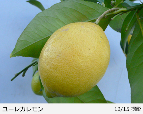 柑橘類 レモン(檸檬)の地中ポット苗 - 果樹苗・大苗・苗木販売の隅田