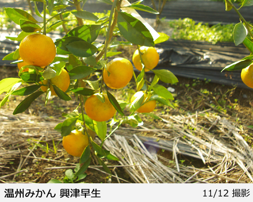 柑橘類 ミカン(蜜柑) 温州みかん興津(おきつ)の地中ポット苗 - 果樹苗