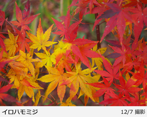 モミジ(紅葉) ヤマモミジ(イロハモミジ) 地掘大苗 - 記念樹・果樹苗