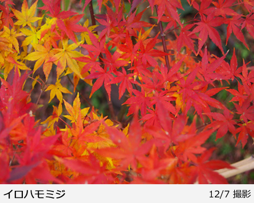 モミジ(紅葉) イロハモミジ 地中ポット苗 - 記念樹・果樹苗・大苗