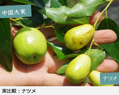 ナツメ(棗)の地中ポット苗 - 果樹苗・大苗・苗木販売の隅田農園@京都亀岡