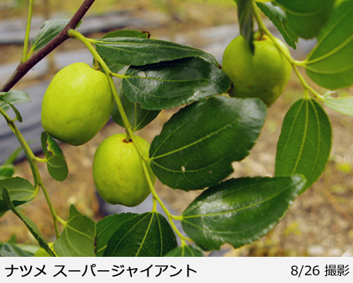 ナツメ(棗) スーパージャイアント地中ポット苗 - 果樹苗・大苗・苗木