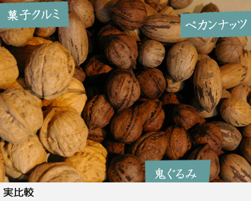 ナッツ類 クルミ(胡桃) 菓子くるみの地掘大苗 - 果樹苗・大苗・苗木