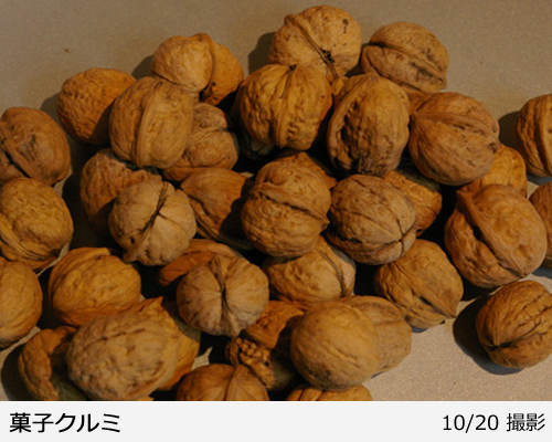 ナッツ類 クルミ(胡桃) 菓子くるみの地掘大苗 - 果樹苗・大苗・苗木