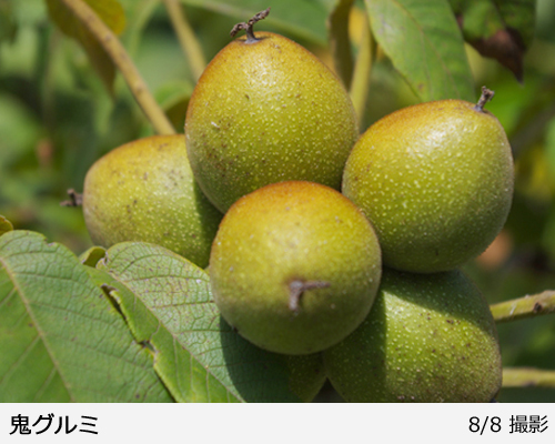 ナッツ類 クルミ(胡桃) 鬼ぐるみの地掘大苗 - 果樹苗・大苗・苗木販売