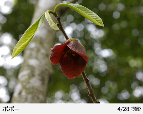 ポポーの地掘大苗 - 果樹苗・大苗・苗木販売の隅田農園@京都亀岡