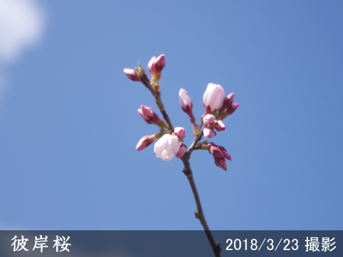 彼岸桜(ヒガンザクラ)