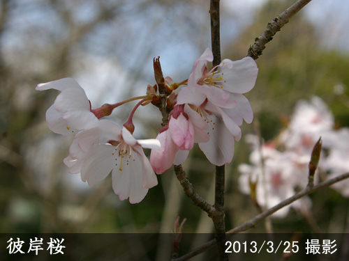 彼岸桜(ヒガンザクラ)