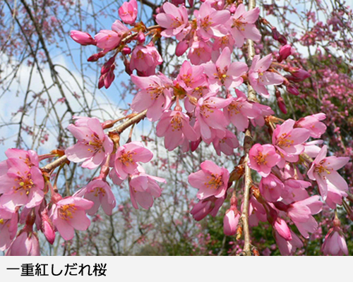 サクラ(桜) 一重紅しだれ桜(ヒトエベニシダレザクラ)地掘大苗 - 果樹苗