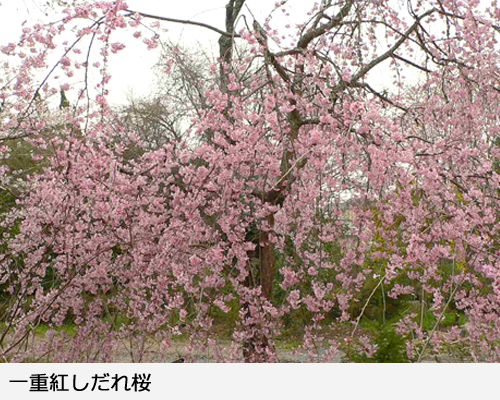 サクラ(桜) 一重紅しだれ桜(ヒトエベニシダレザクラ)地掘大苗 - 果樹苗