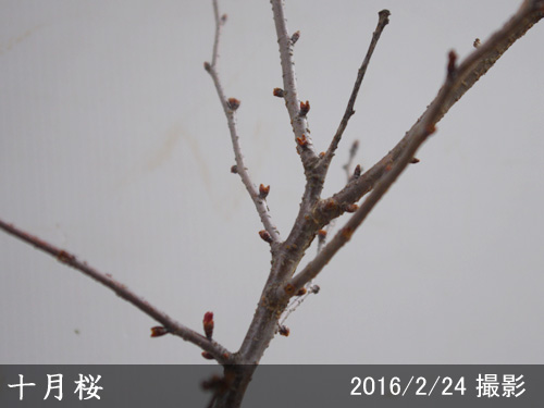 十月桜(ジュウガツザクラ)