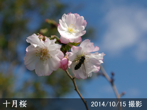 十月桜(ジュウガツザクラ)