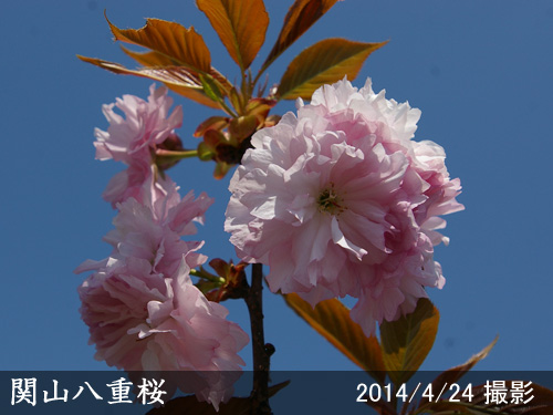 関山八重桜(カンザンヤエザクラ)