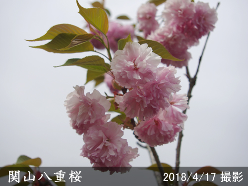 関山八重桜(カンザンヤエザクラ)