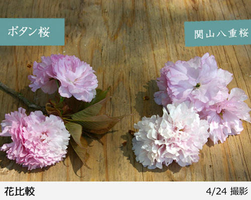 サクラ(桜) 関山八重桜(カンザンヤエザクラ)地掘大苗 - 果樹苗・大苗
