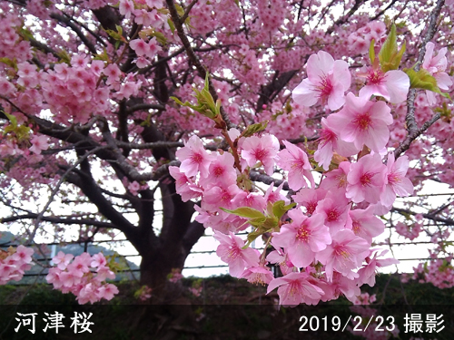 河津桜(カワヅザクラ)