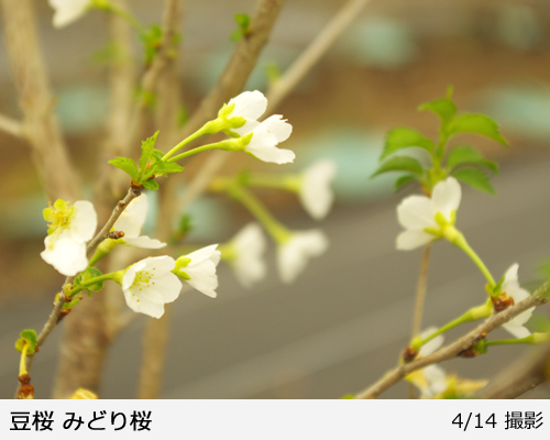 サクラ(桜)豆桜[みどり桜](マメザクラ・ミドリザクラ)[五年生苗